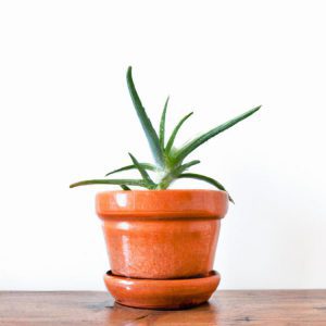 aloes na co pomaga