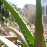 jak ukorzenić aloes