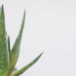 aloes rozmnażanie