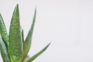 aloes rozmnażanie